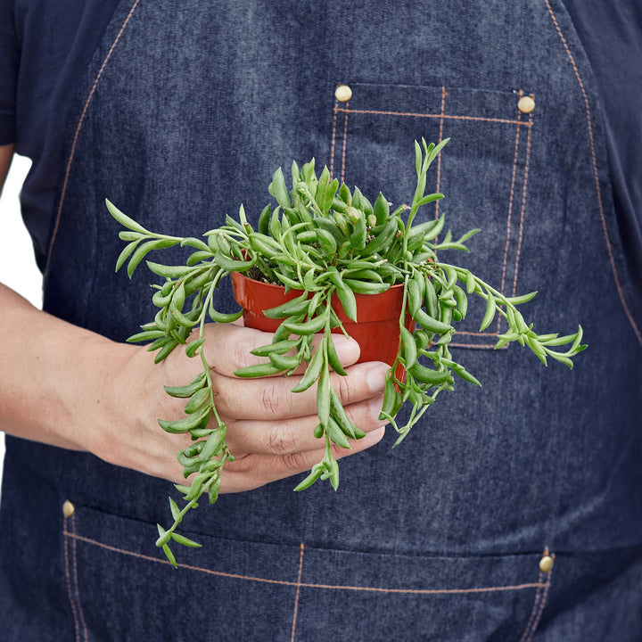 SUCCULENT SENECIO STRING OF BANANAS 4-inch
