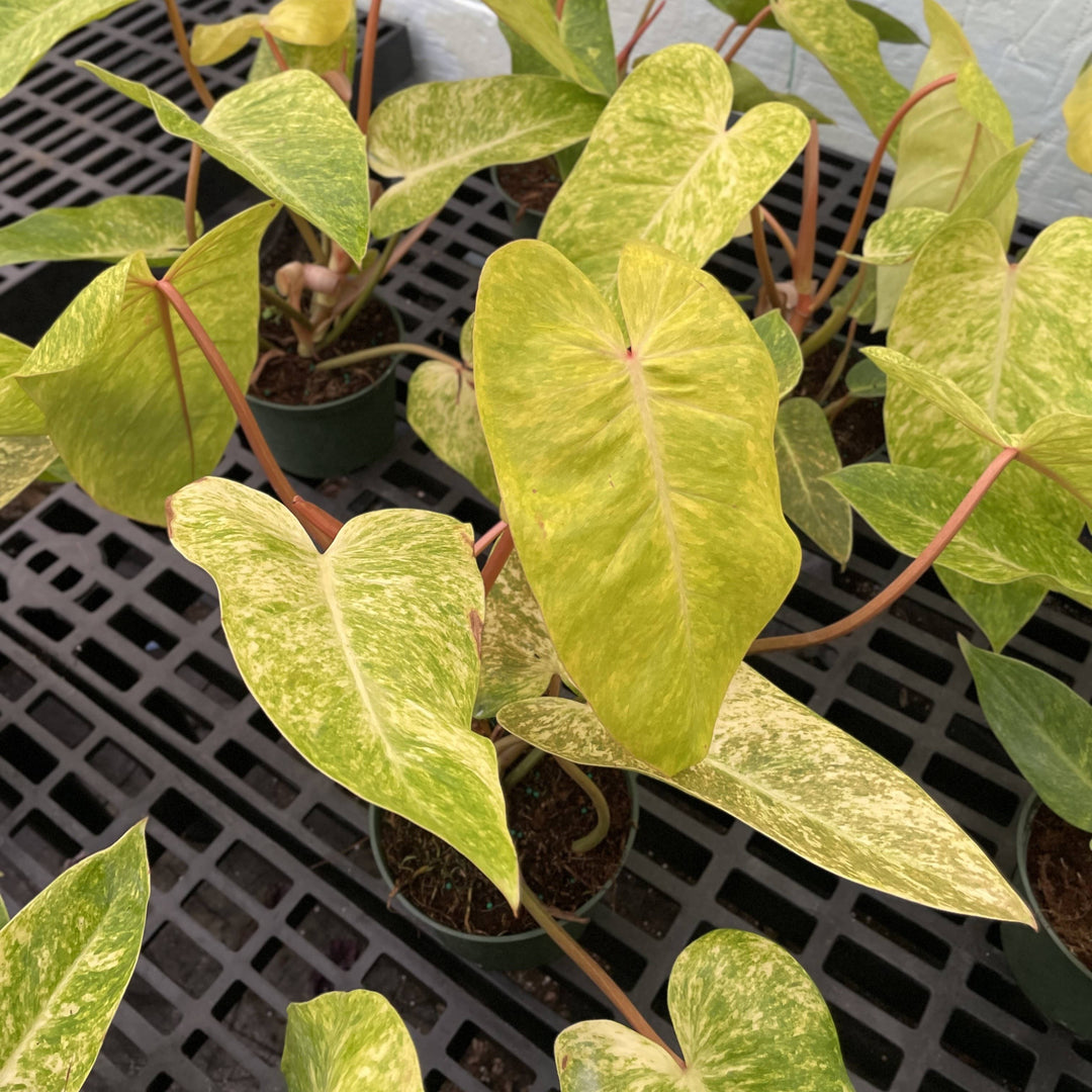 Painted Lady Philodendron -4” Rare