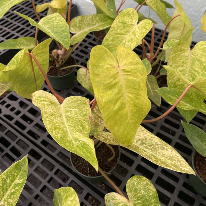 Painted Lady Philodendron -4” Rare