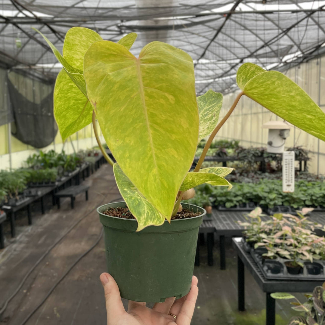 Painted Lady Philodendron -4” Rare