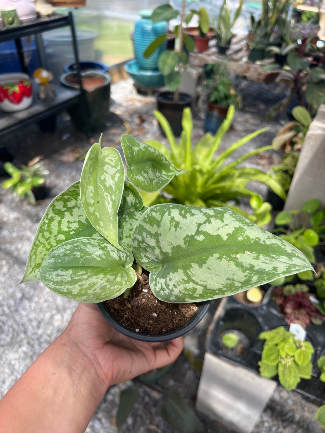 Scindapsus ‘Exotica’ 4”