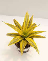 Sansevieria Cordoba Variegated 4"