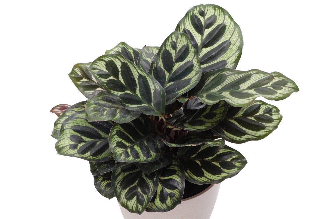 Calathea Peacock - 4"
