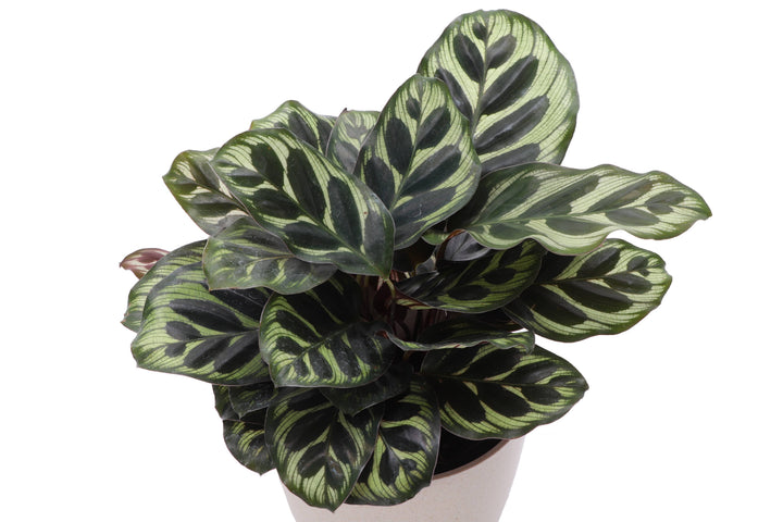 Calathea Peacock - 4"