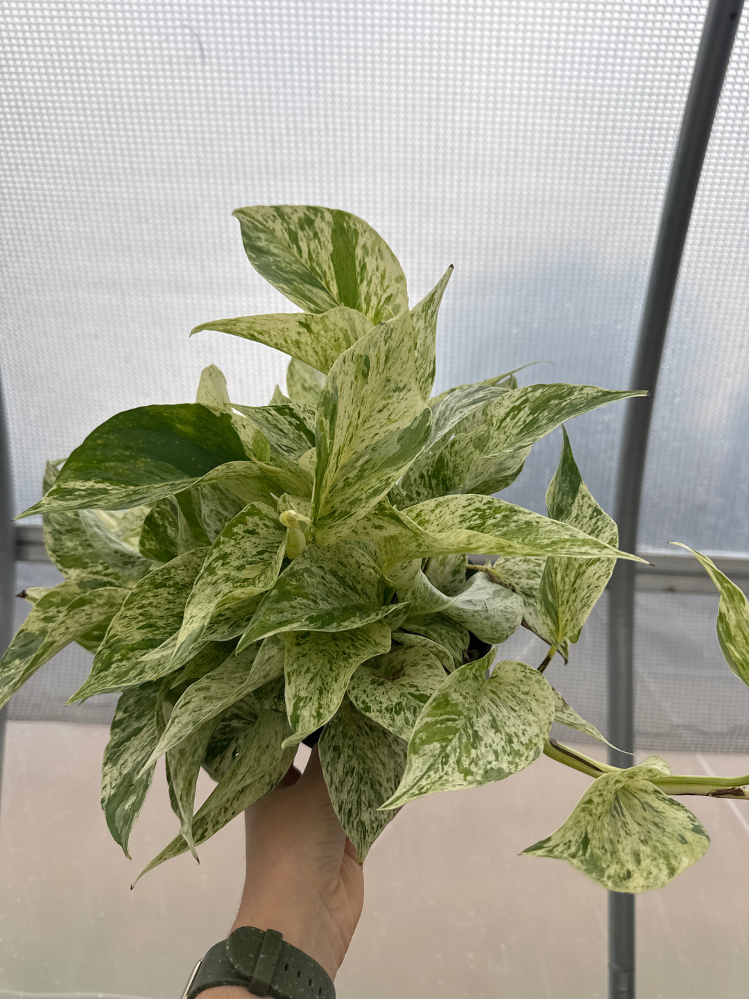 Pothos Snow Queen 6"