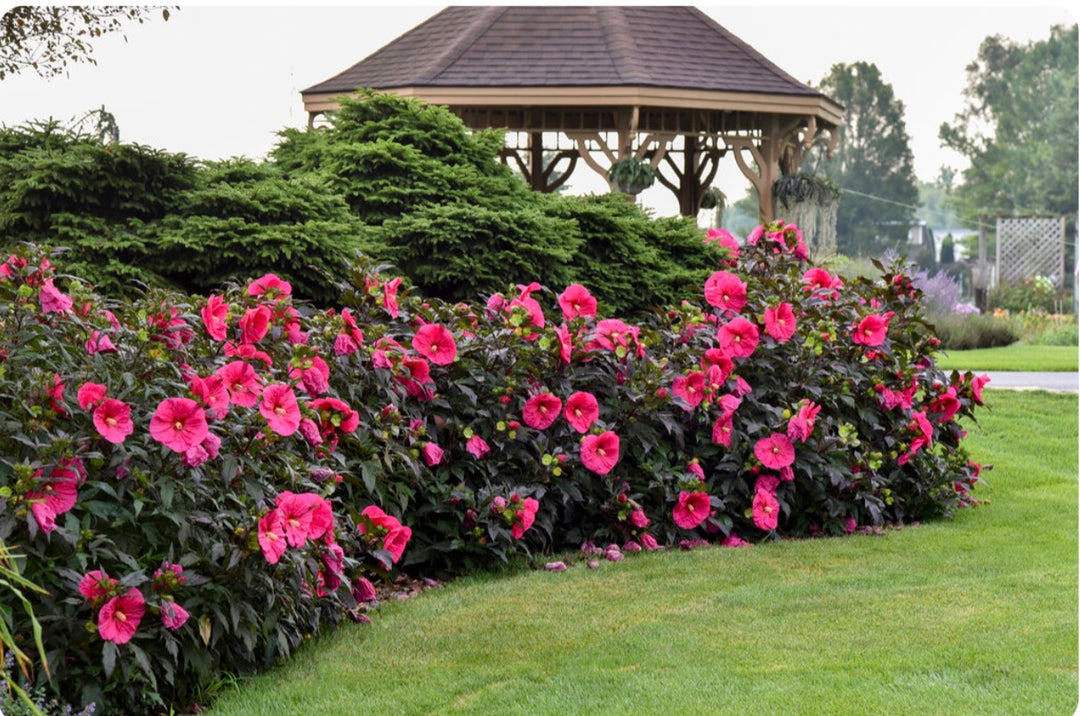 Hibiscus Summerific® 'Evening Rose'
