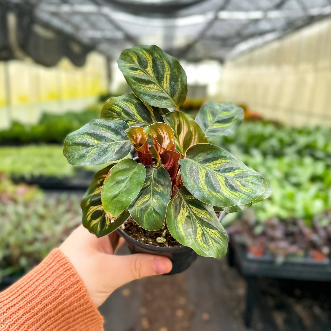 Calathea Peacock - 4"