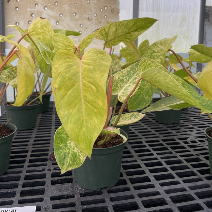 Painted Lady Philodendron -4” Rare
