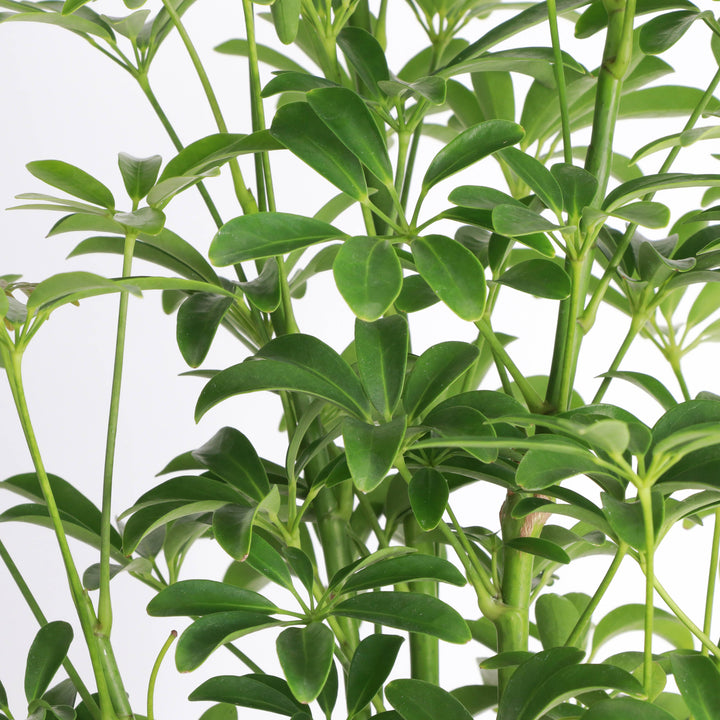 Schefflera Arboricola -  6”