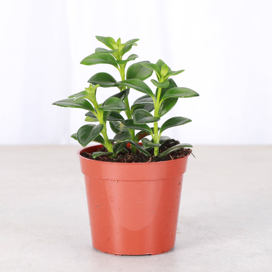 Goldfish Plant - 4”
