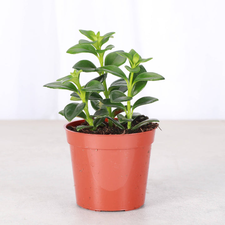 Goldfish Plant - 4”