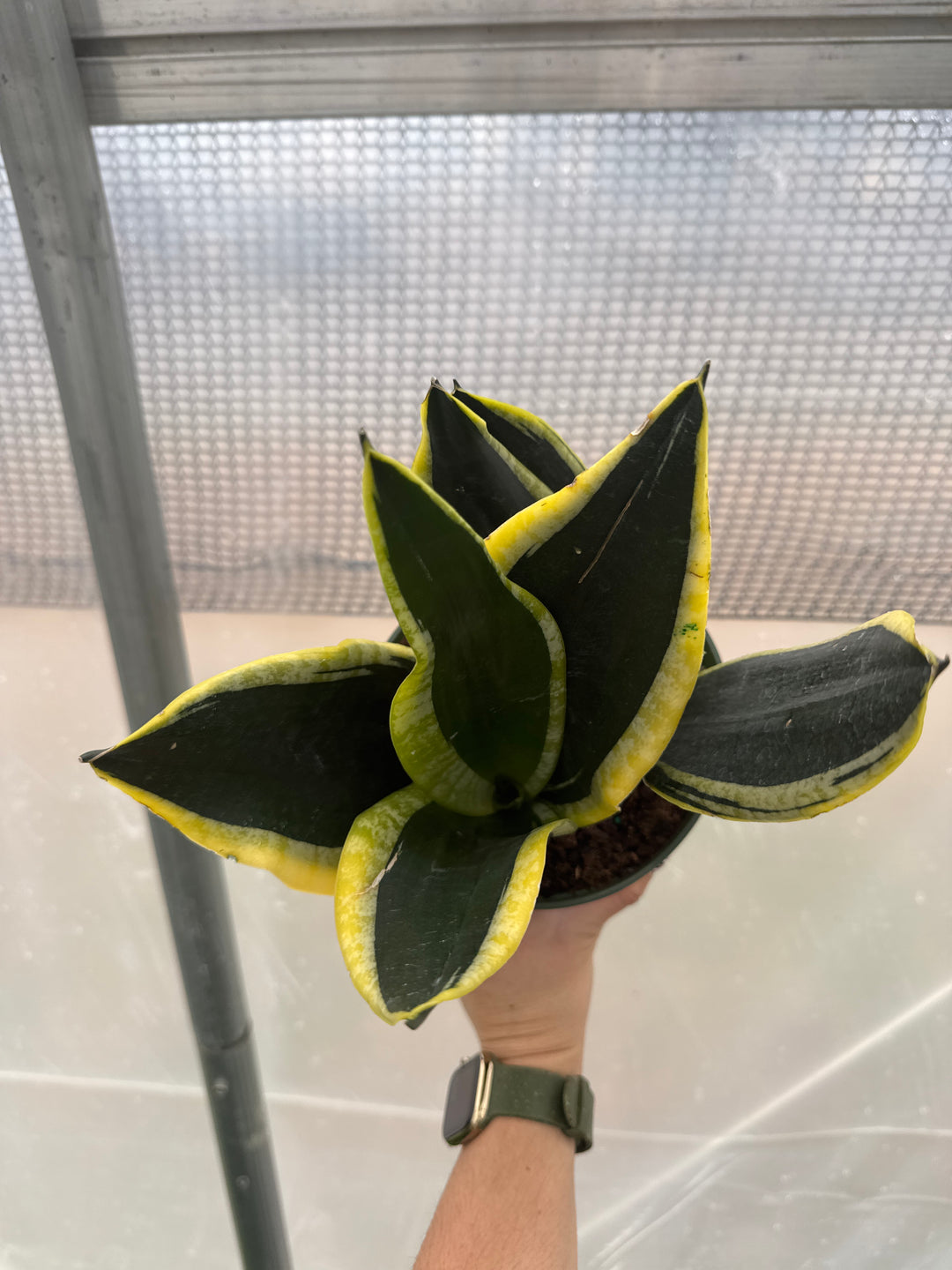 Sansevieria Black Gold Superba 6"