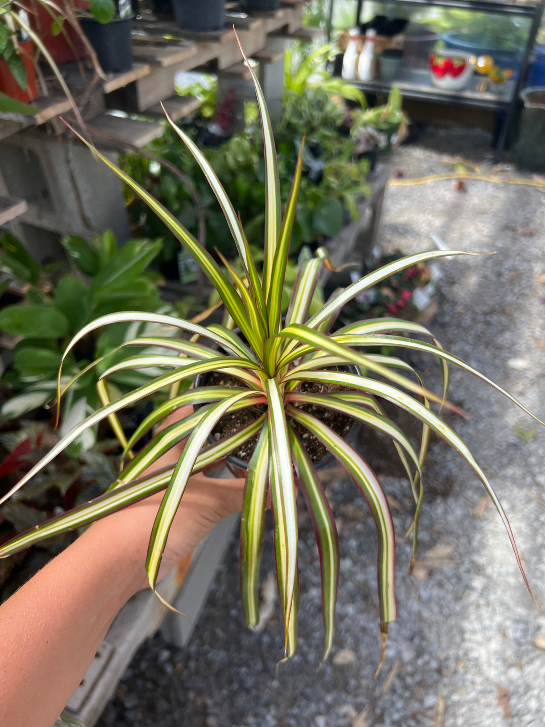 Dracaena ‘kiwi’ 4”