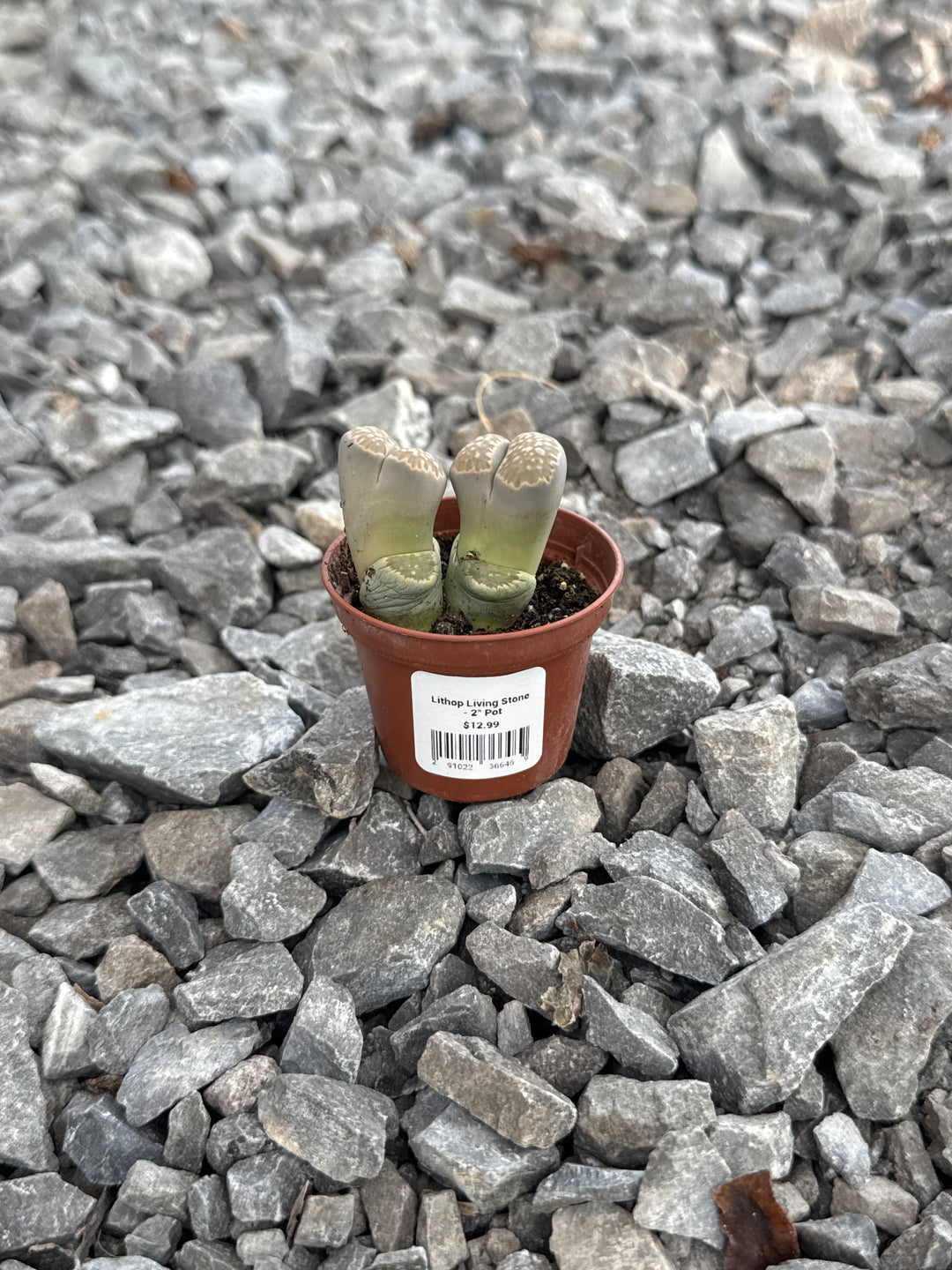 Lithop Living Stone - 2" Pot