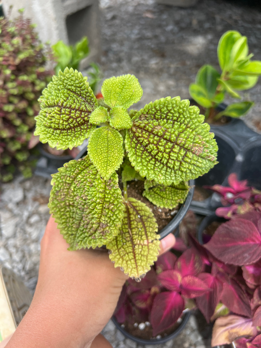 Pilea mollis ‘Moon Valley’ 4”