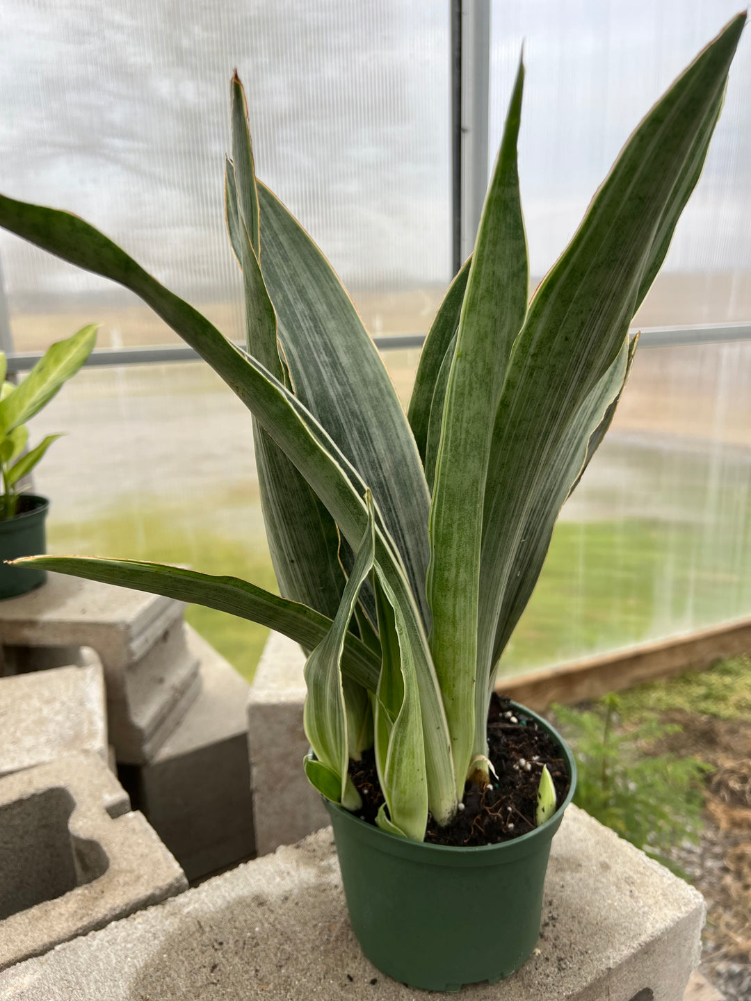 Sansevieria Silver Sword 6"