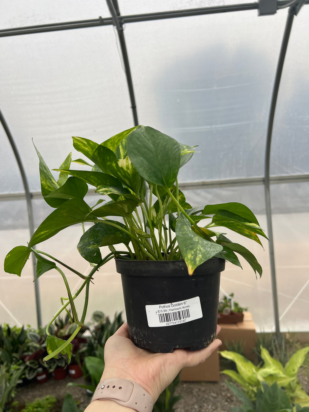 Pothos Golden 6"