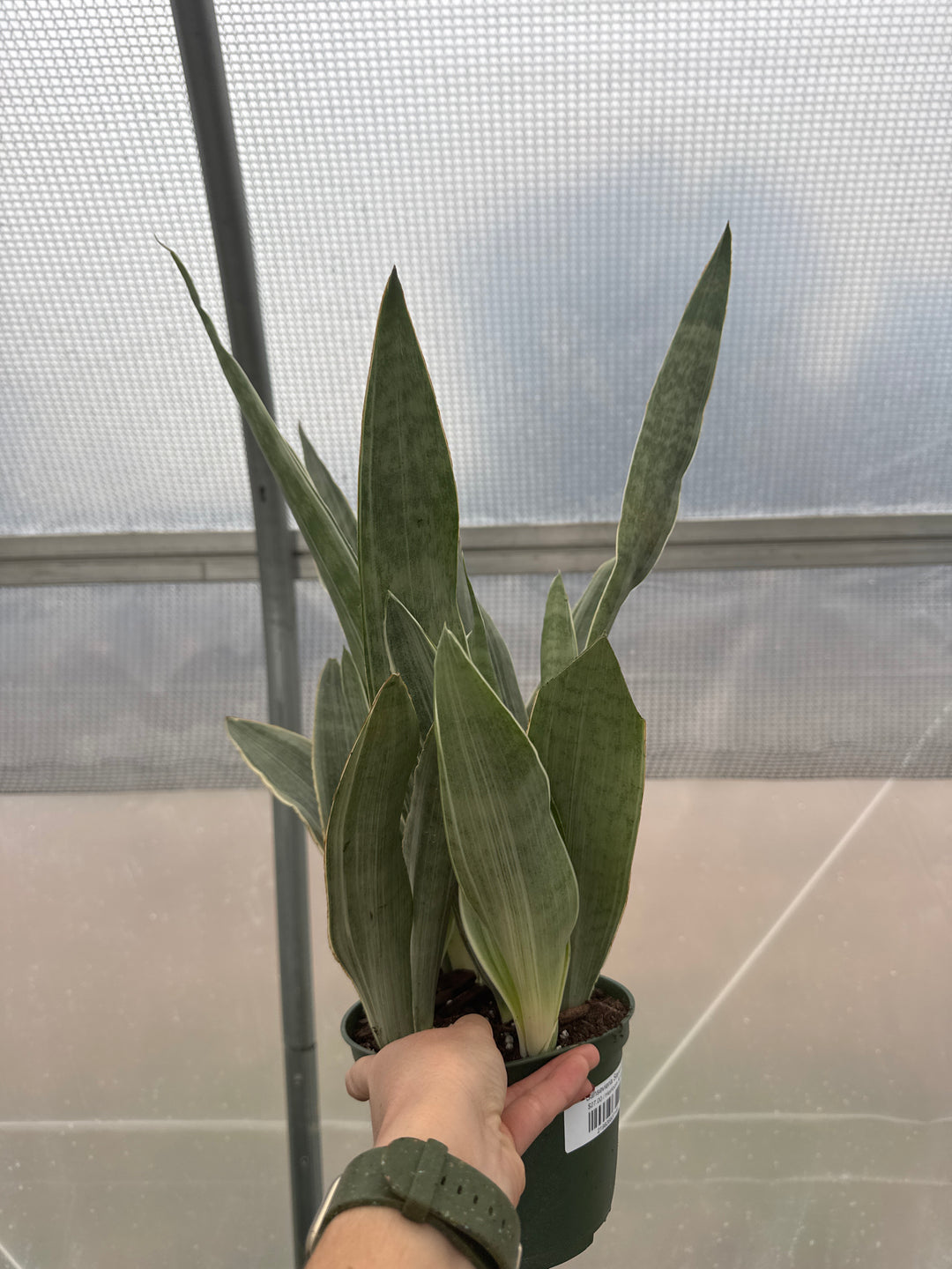 Sansevieria Sayuri 6"