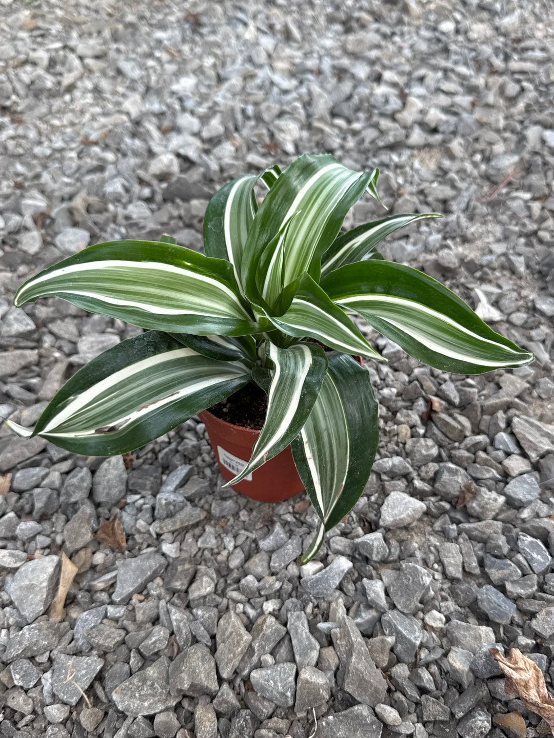 Dracaena 'White Jewel' - 4" Pot