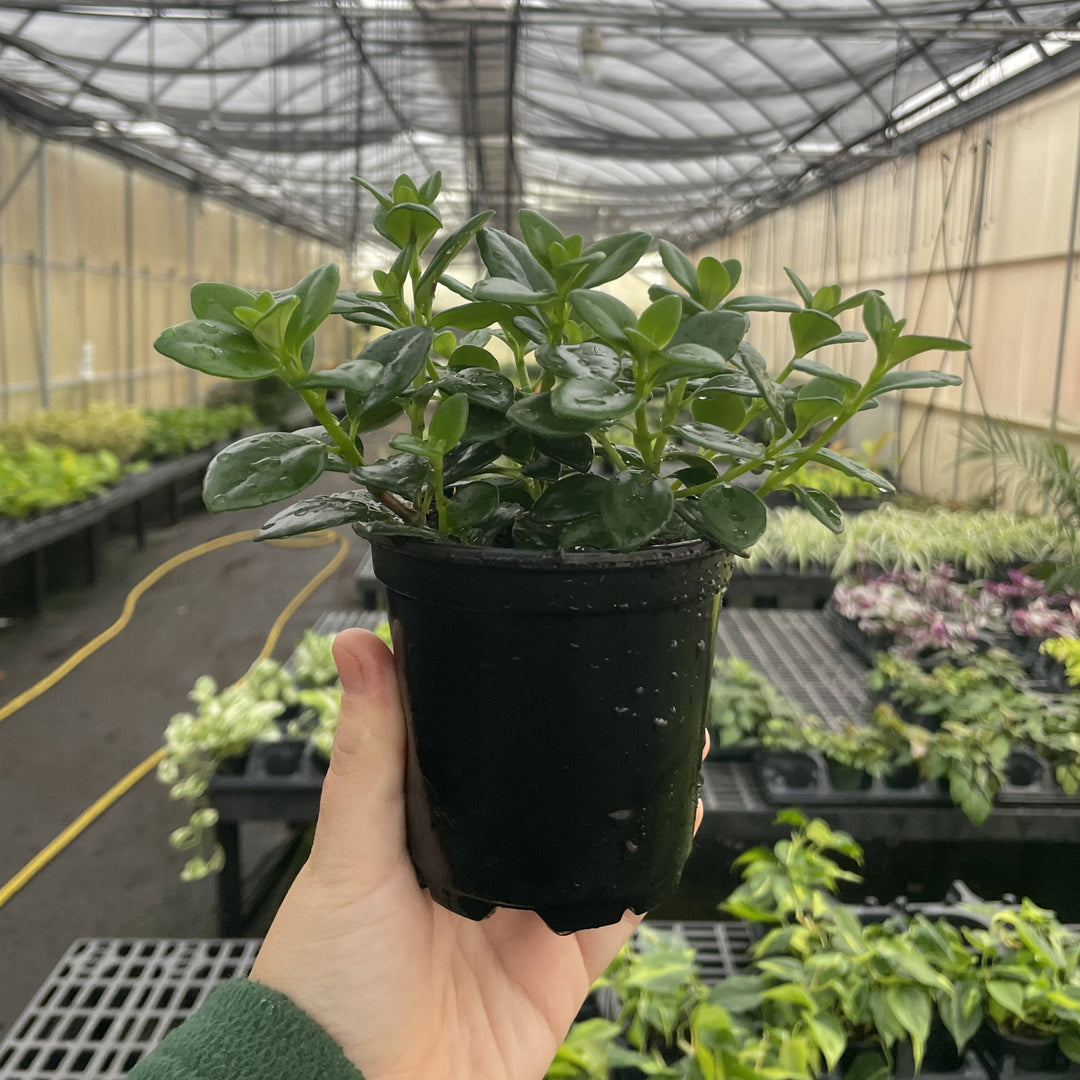 Goldfish Plant - 4”