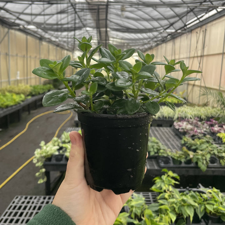 Goldfish Plant - 4”
