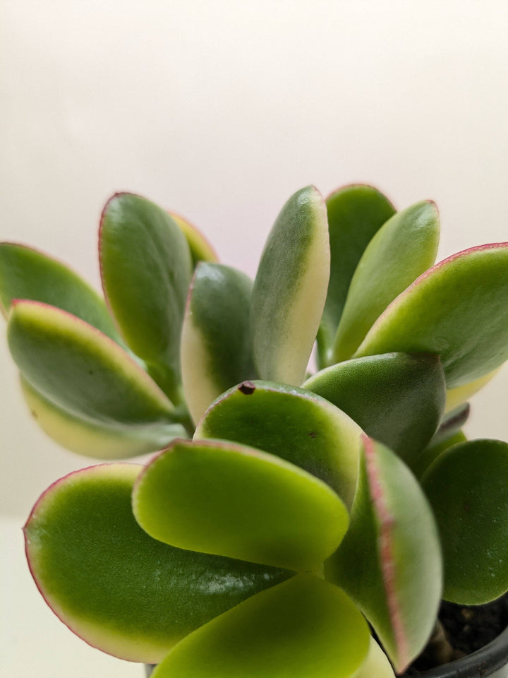 Succulent Crassula Jade Variegated 4" Pot
