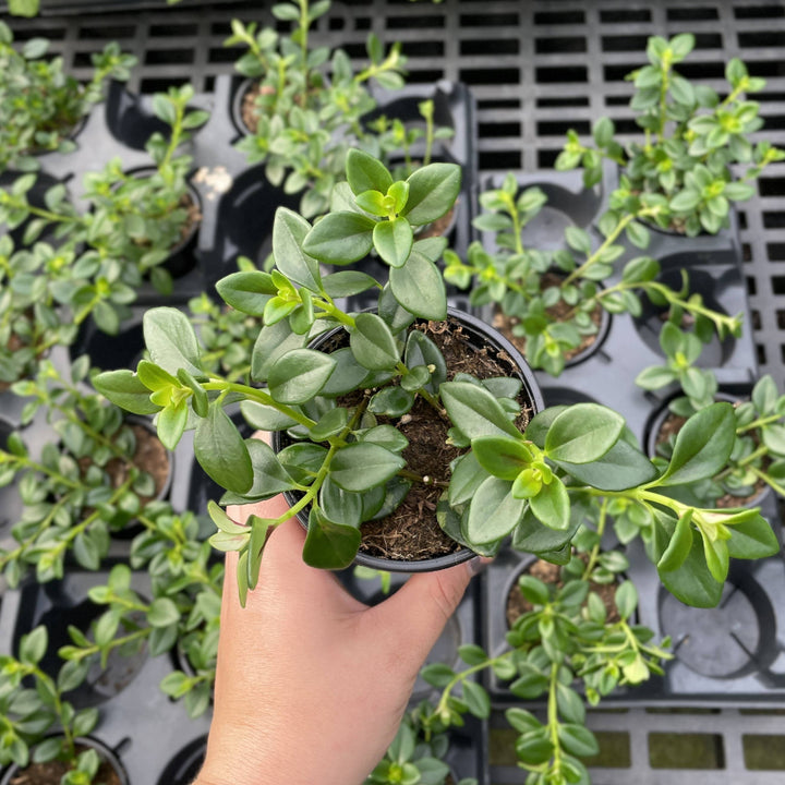 Goldfish Plant - 4”