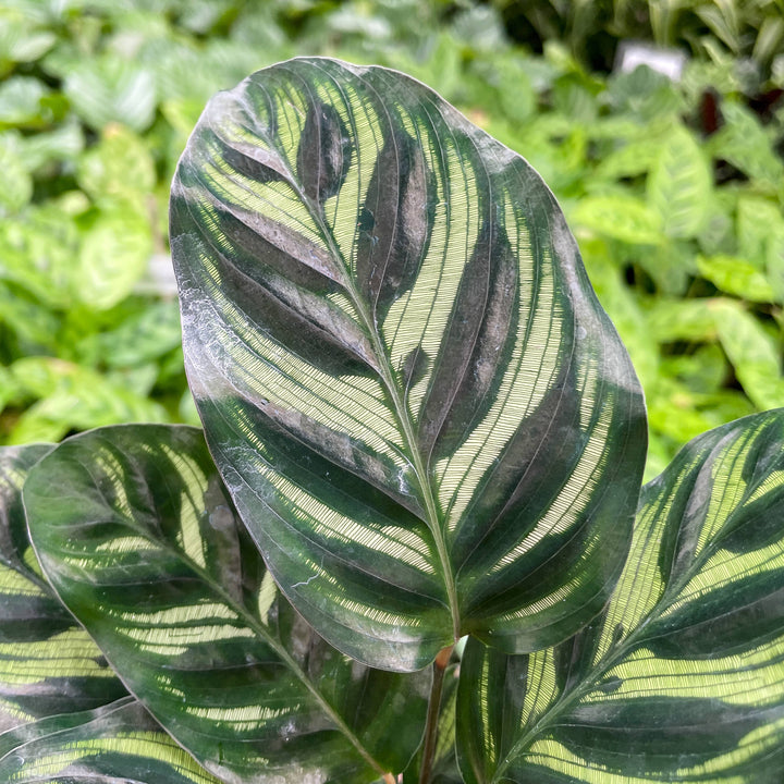 Calathea Peacock - 4"