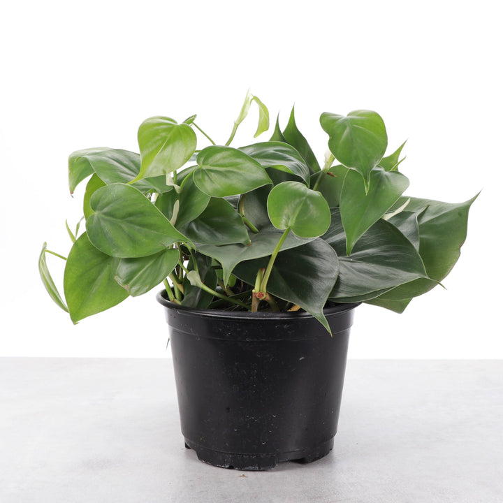 Heartleaf Philodendron - 3”