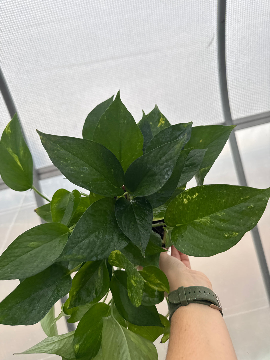 Pothos Golden Hawaiian 6"