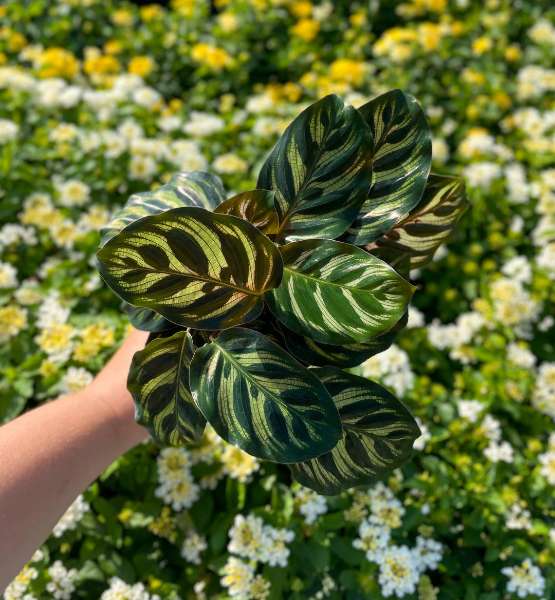 Calathea Peacock - 4"
