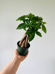 Pachira Aquatica (Money Tree) Braid