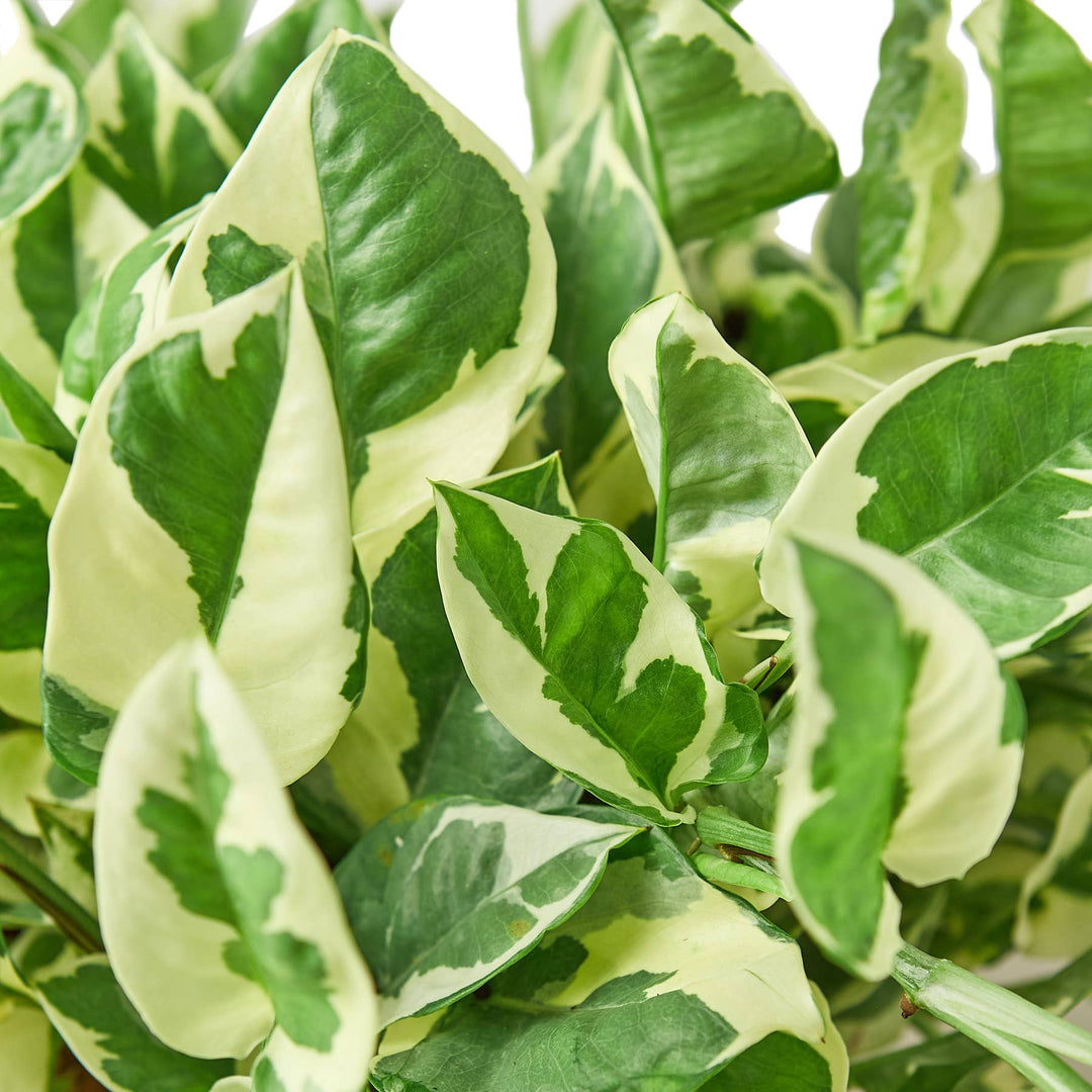 POTHOS NJOY 6-inch