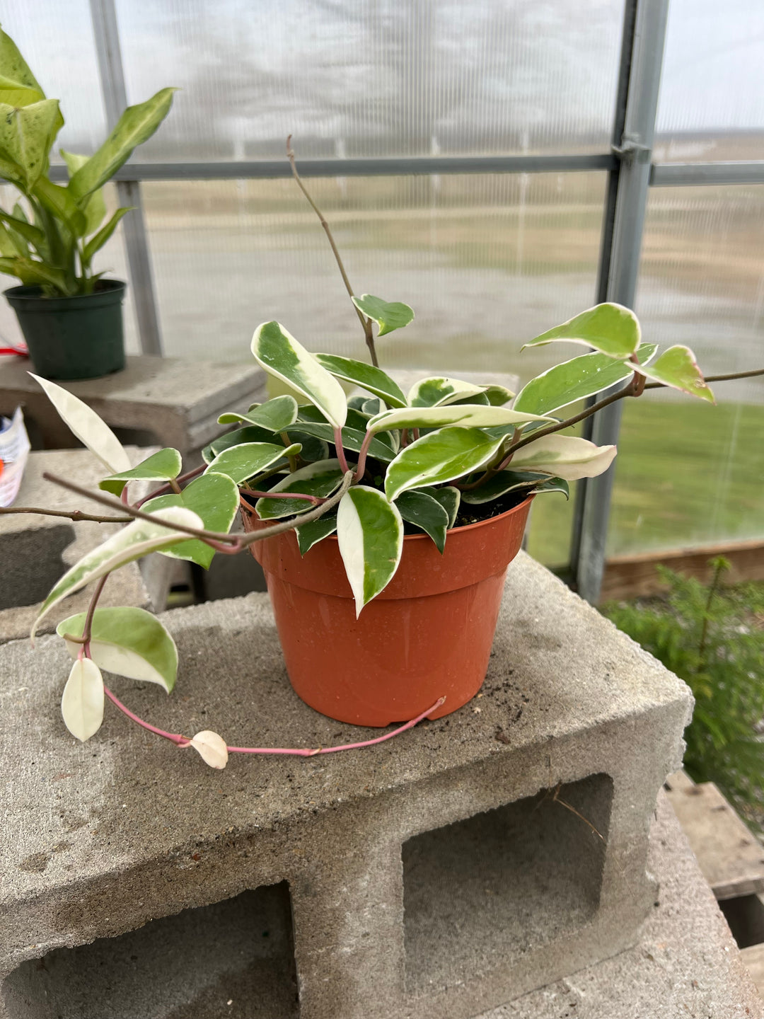 Hoya Compacta (Hindu Rope) Variegated 4"