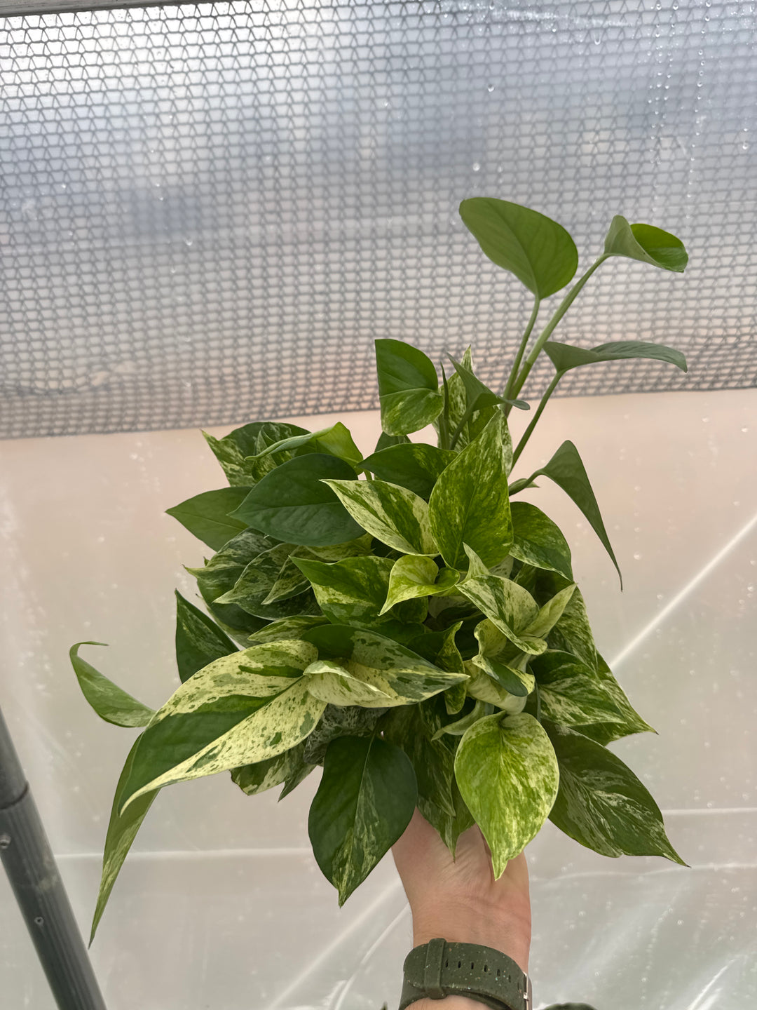 Pothos Marble Queen 6"