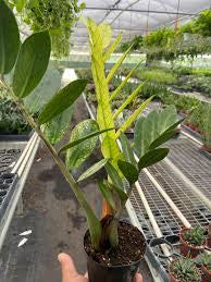 ZZ Zamioculcas Chameleon 6"