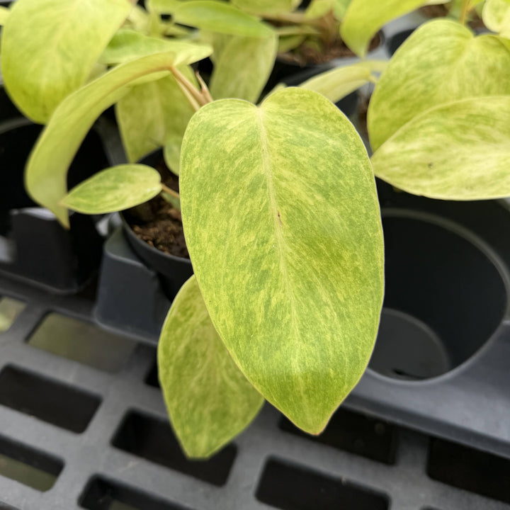 Painted Lady Philodendron -4” Rare