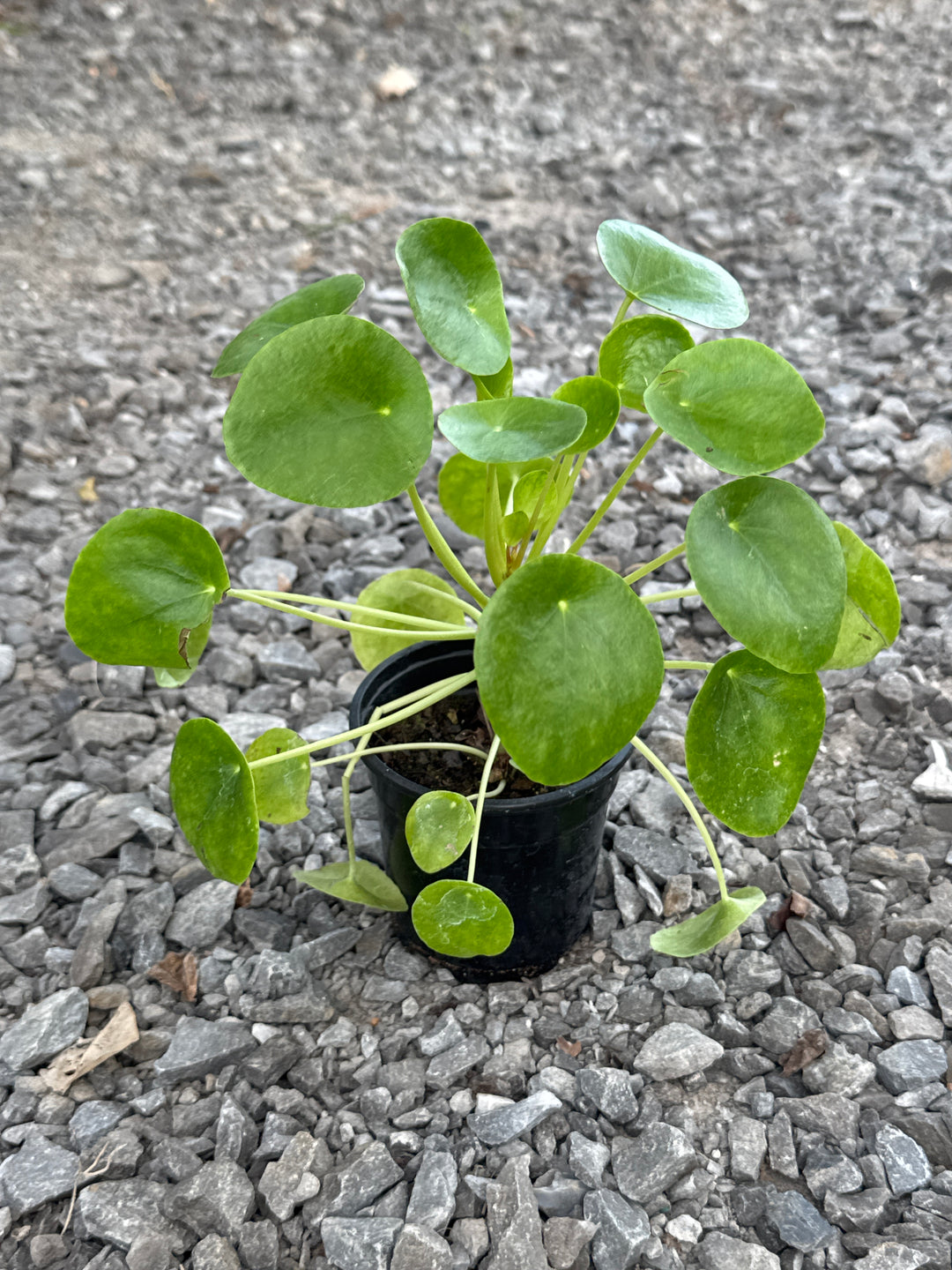 PILEA PEPEROMIODES 4-inch