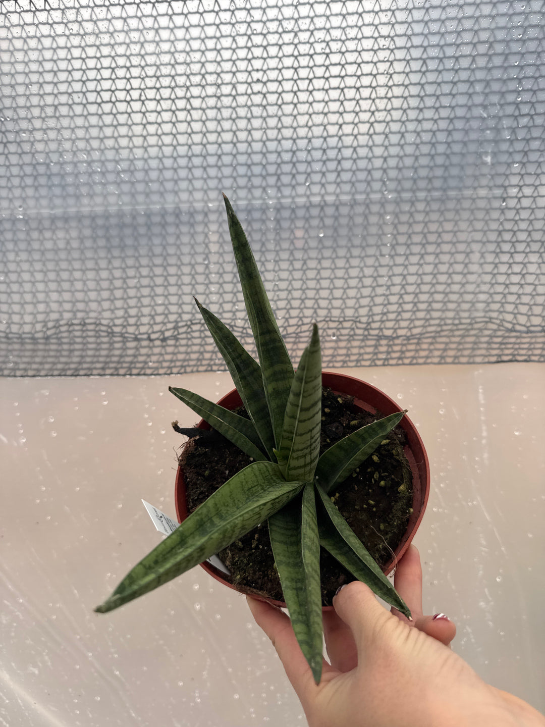 Sansevieria Gojo 6"