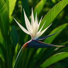Bird of Paradise White 10"