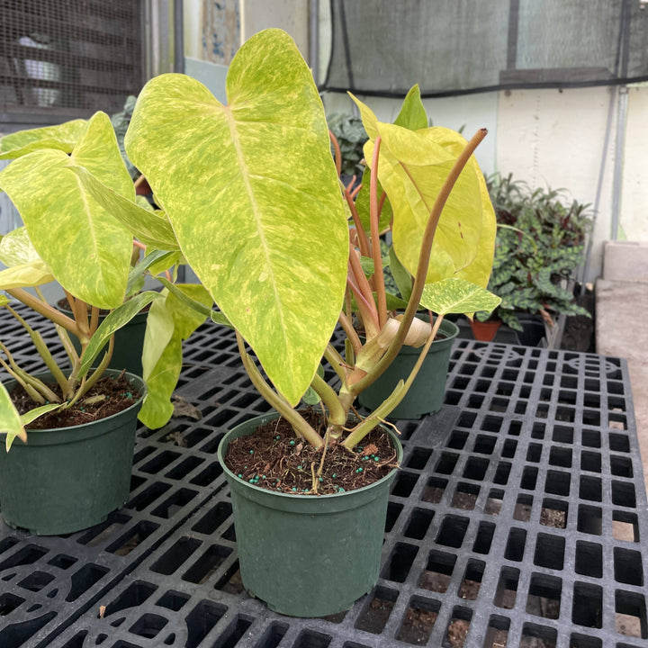Painted Lady Philodendron -4” Rare