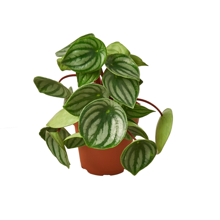 PEPEROMIA WATERMELON 4-inch