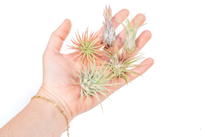 Assorted Tillandsia Ionantha Air Plants