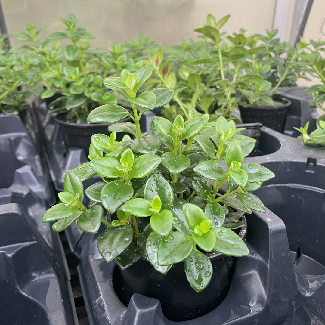 Goldfish Plant - 4”