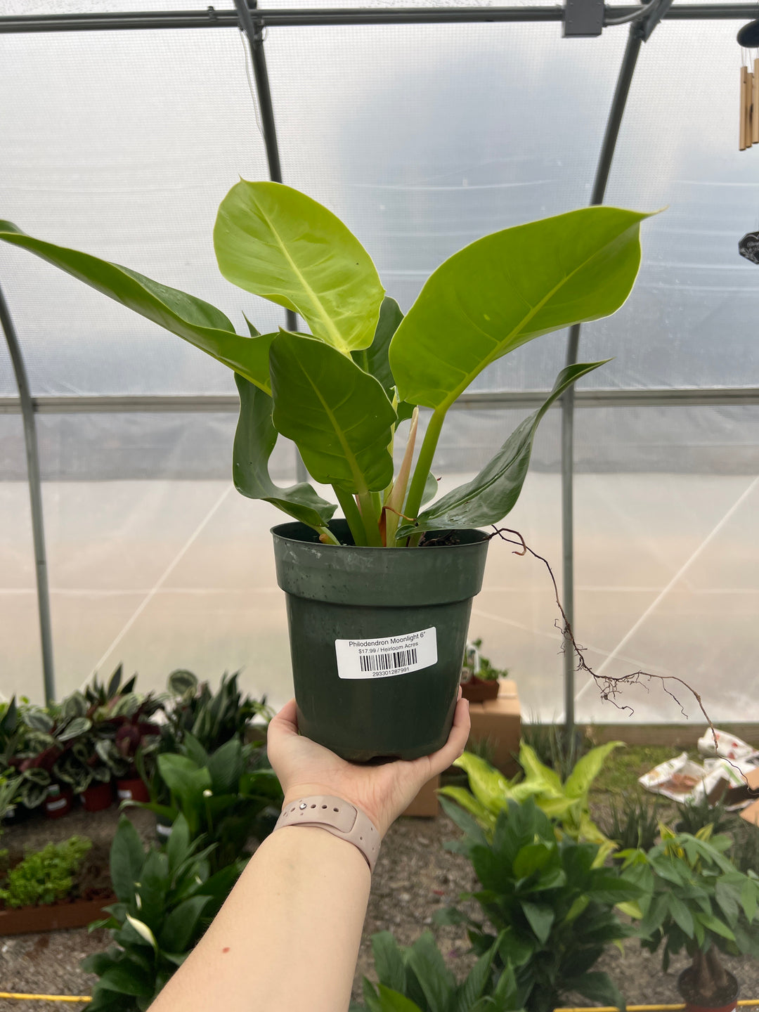Philodendron Moonlight 6"