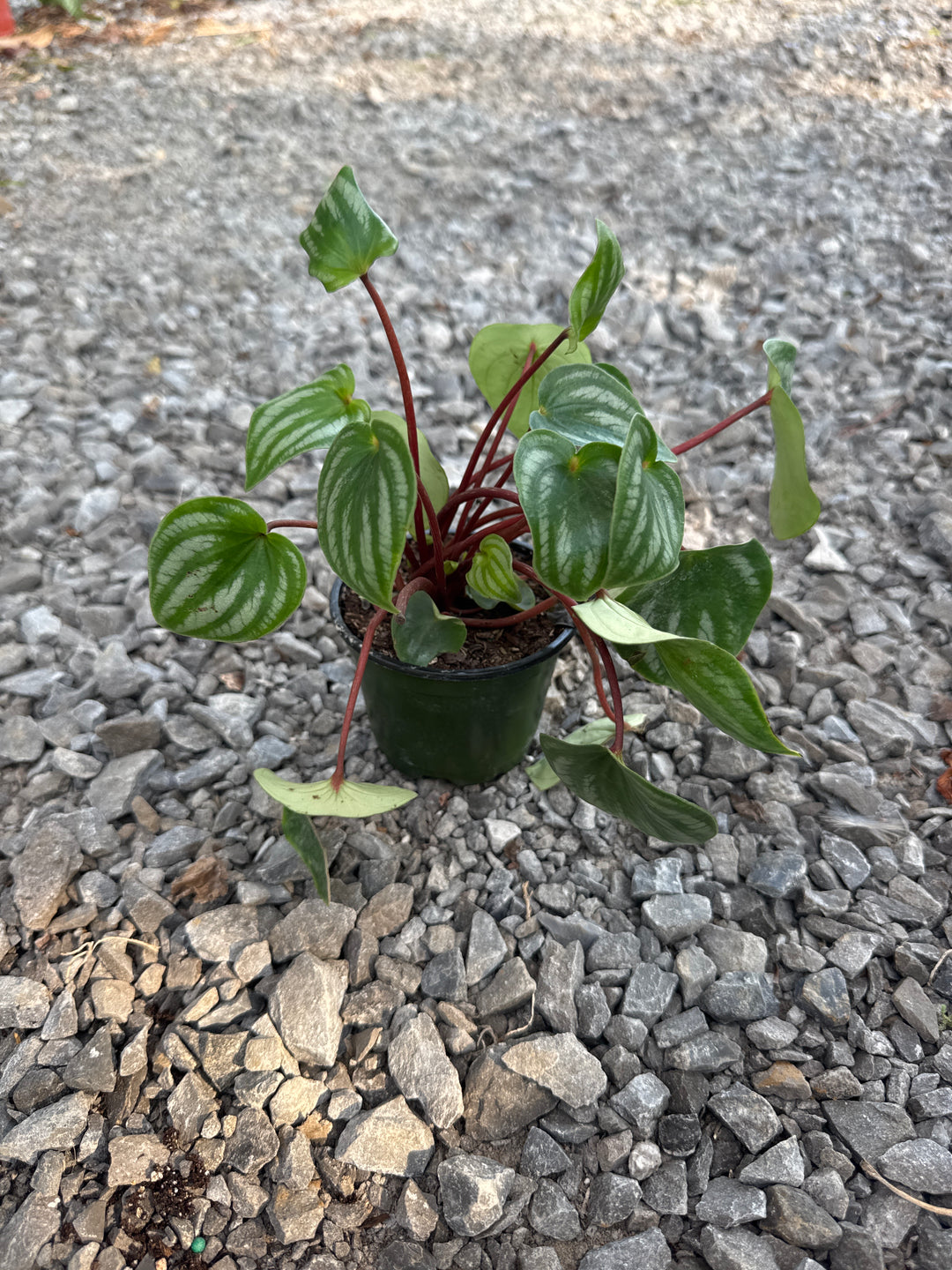 Peperomia watermelon 4” pot