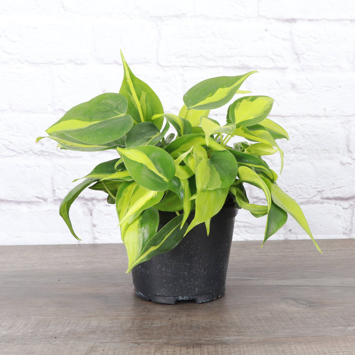 Brazil Philodendron - 4”