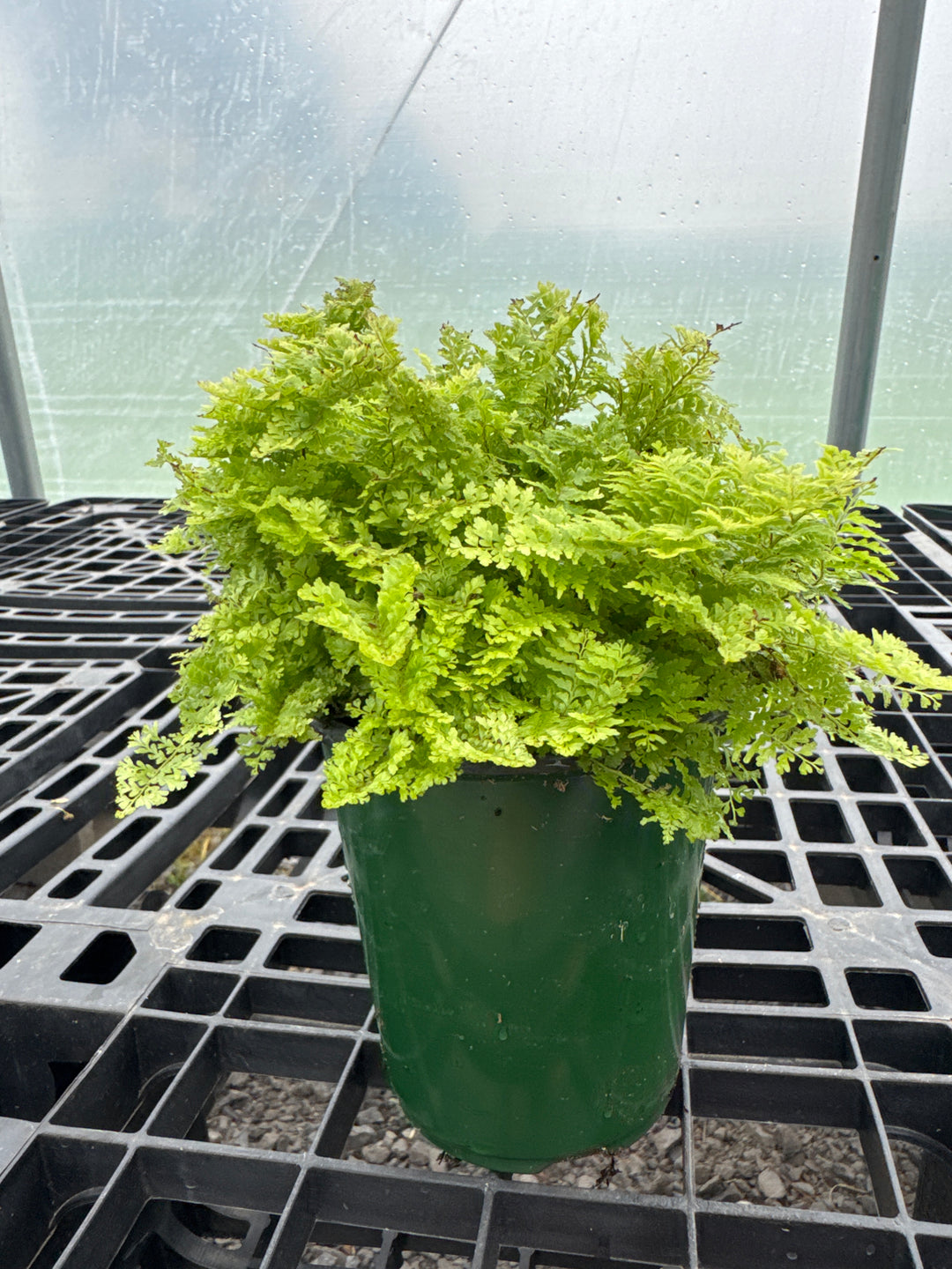 ￼Cotton Candy 5” Fern