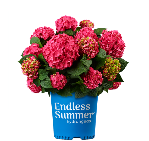 Summer Crush® Reblooming Hydrangea (Hydrangea macrophylla 'Summer Crush') - 2 gallon