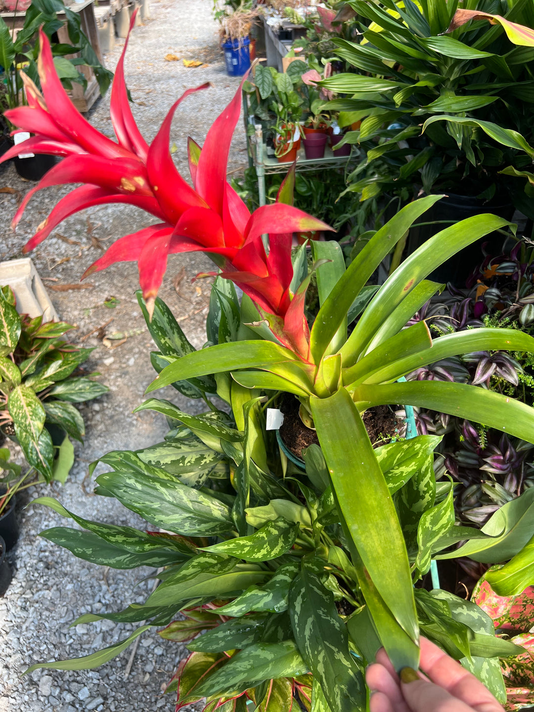 Assorted Bromeliad